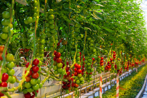 hydroponics tomatoes