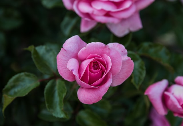 japanese-rose