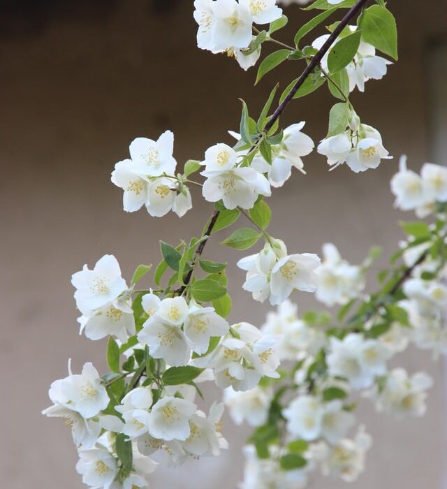Jasmine plants