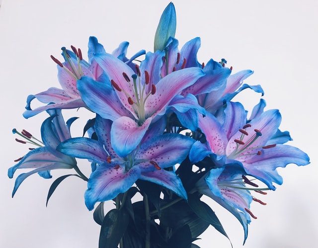 blue purple lilies