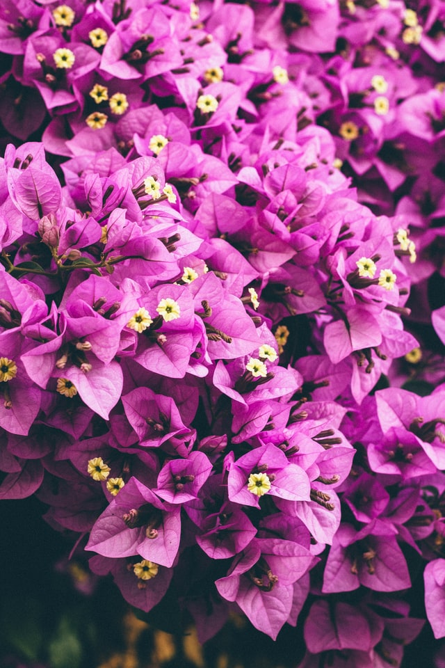 bougainvillea flowers