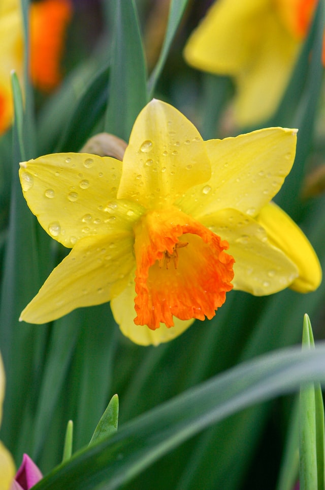 daffodil care narcissus