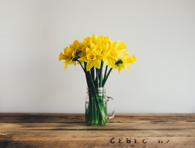 daffodils guide