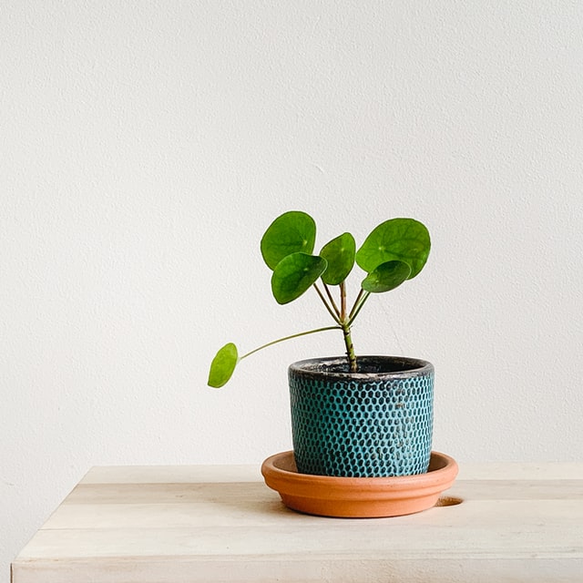 how to care for the chinese money plant pilea