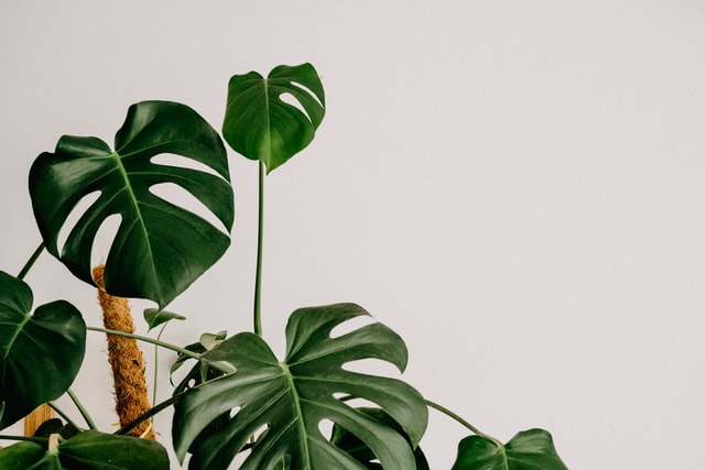 how to grow a monstera plant