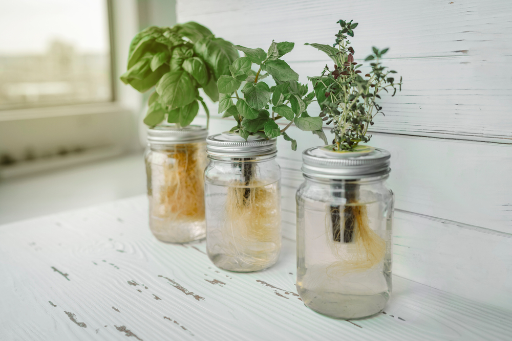 how to grow herbs in water