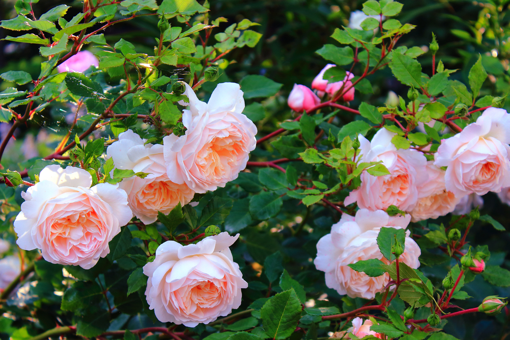 how to grow roses
