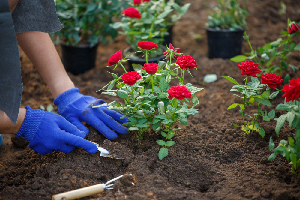 how to plant roses