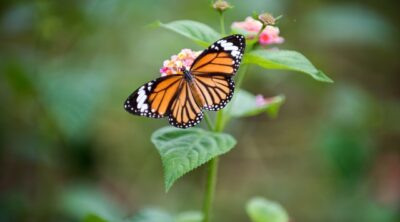 attract butterflies with plants