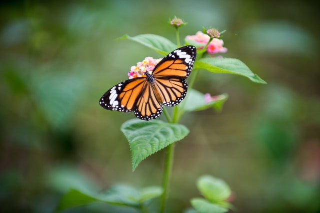 attract butterflies with plants