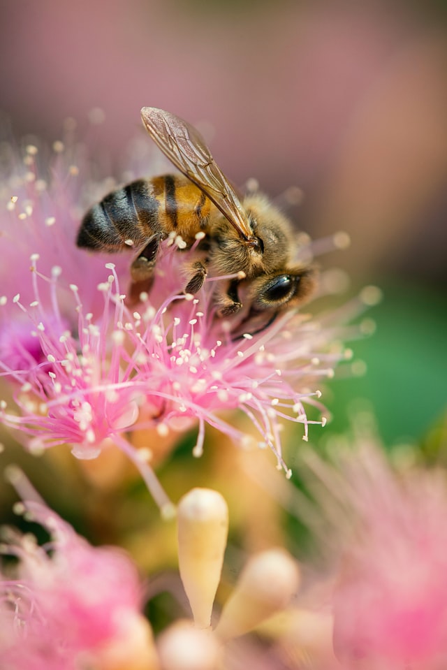 best plants for bees